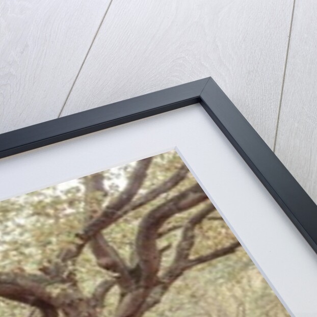 Canal through forest by Assaf Frank